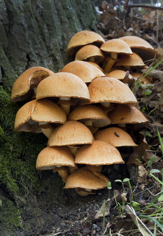 Gymnopilus junonius